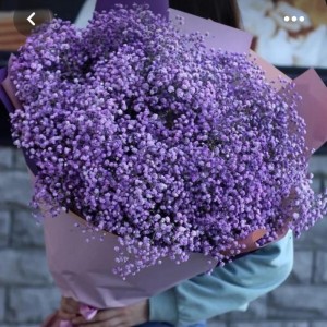 15 Stems Purple Gypsophila Bouquet